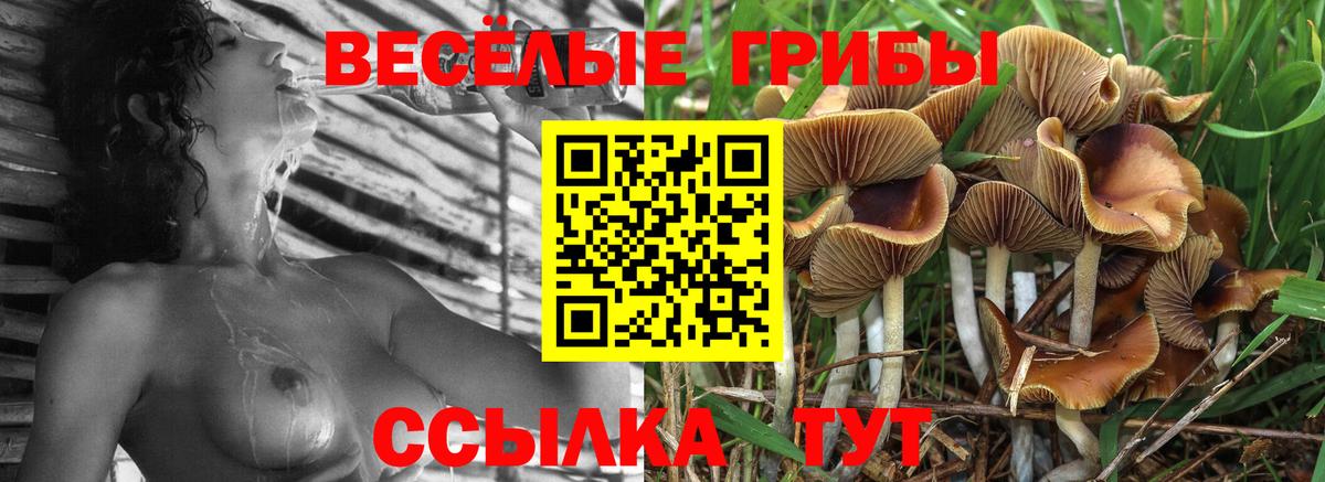 Псилоцибиновые грибы Psilocybine cubensis Усинск